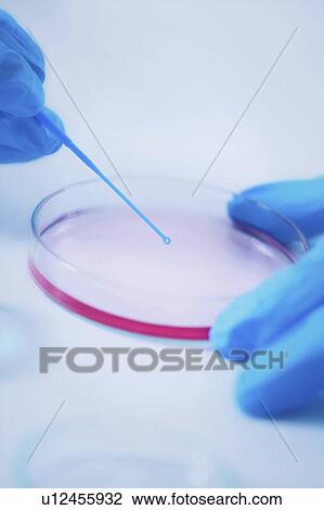 Stock Image - Inoculating an agar plate. Fotosearch