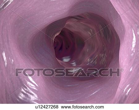 Stock Photo - Interior of colon, illustration. Fotosearch