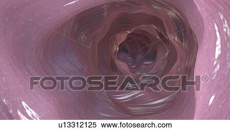 Stock Photography - Interior of colon, illustration. Fotosearch