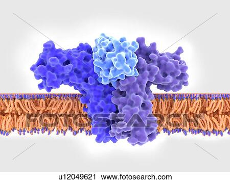 Stock Image - Interleukin 4 binding to its receptor, illustration. Fotosearch