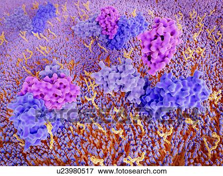 Stock Photo - Interleukin 4 binding to its receptor, illustration. Fotosearch