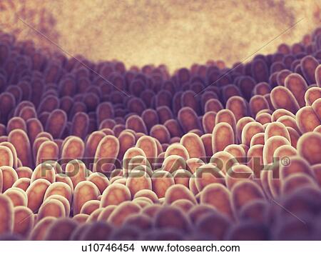 Picture - Intestinal lining, illustration. Fotosearch