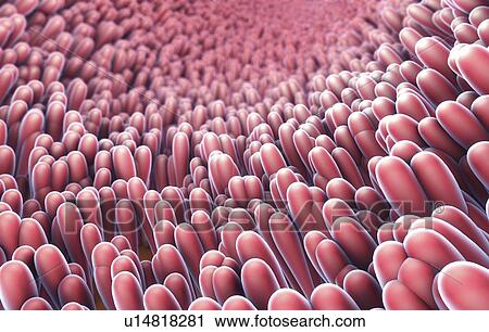 Stock Image - Intestinal lining, illustration. Fotosearch