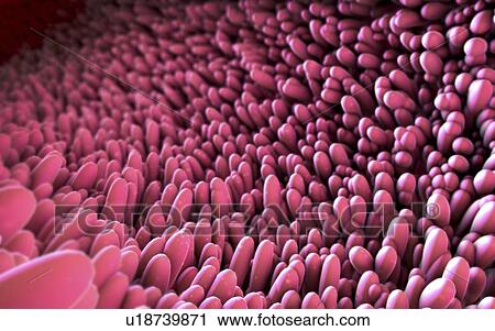 Stock Image - Intestinal lining, illustration. Fotosearch