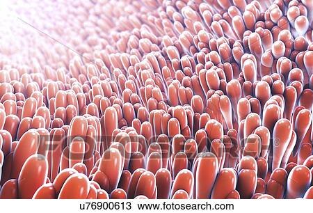 Stock Image - Intestinal lining, illustration. Fotosearch