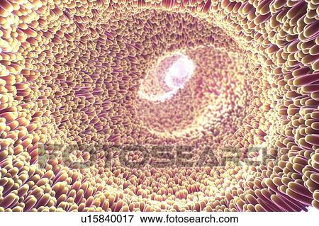 Stock Photo - Intestinal lining, illustration. Fotosearch