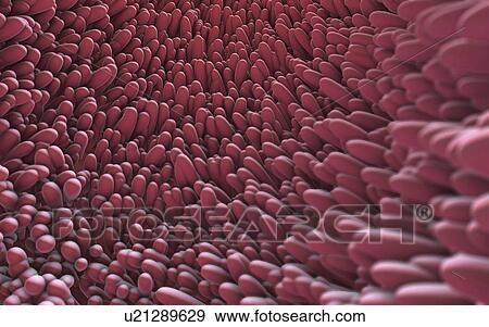 Stock Photo - Intestinal lining, illustration. Fotosearch