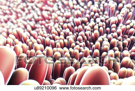 Intestinal lining, illustration View Large Photo Image Stock Photograph - Intestinal lining, illustration. Fotosearch