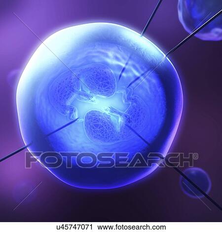 Stock Image - IVF, conceptual illustration. Fotosearch