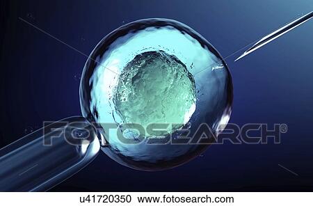 IVF, illustration View Large Photo Image Stock Image - IVF, illustration. Fotosearch