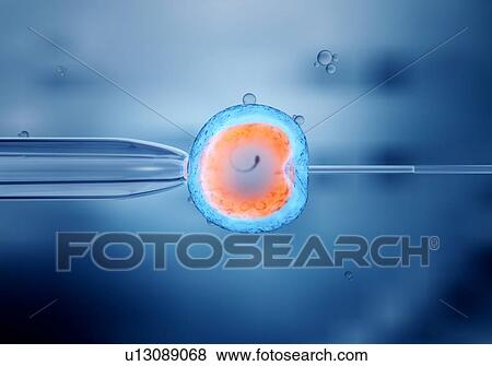IVF, illustration View Large Photo Image Stock Photo - IVF, illustration. Fotosearch