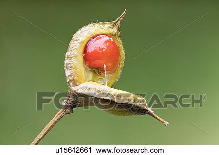 Stock Image - Japanese mock orange (Pittosporum tobira) seed. Fotosearch