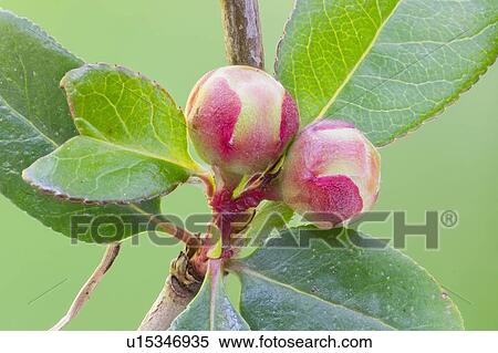 Japanese rose (Chaenomeles Japonica) buds View Large Photo Image Stock Photography - Japanese rose (Chaenomeles Japonica) buds. Fotosearch