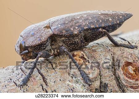 Jewel beetle View Large Photo Image Picture - Jewel beetle. Fotosearch