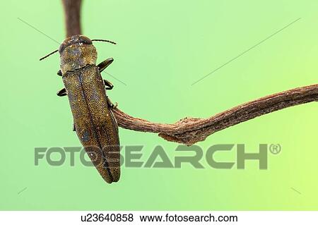 Stock Photo - Jewel beetle. Fotosearch