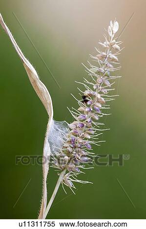 Jumping spider nest View Large Photo Image Stock Photography - Jumping spider nest. Fotosearch