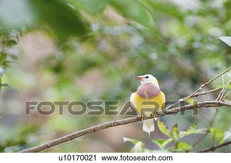 Juvenile Gauldian Finch on a tree branch View Large Photo Image Stock Image - Juvenile Gauldian Finch on a tree branch. Fotosearch