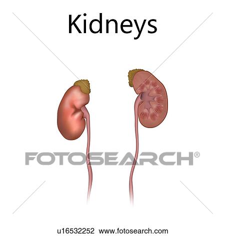 Stock Image - Kidneys, illustration. Fotosearch