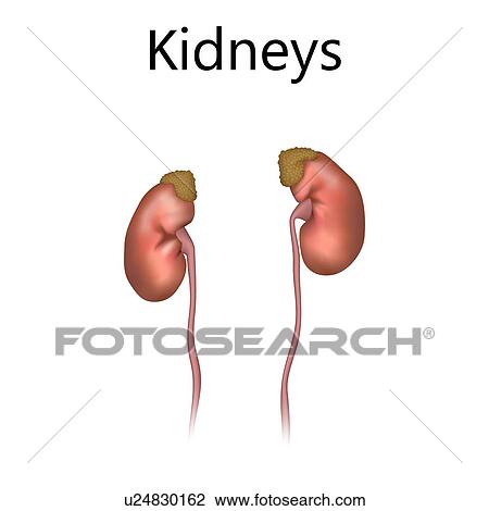 Kidneys, illustration View Large Photo Image Stock Image - Kidneys, illustration. Fotosearch