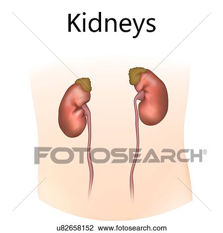 Stock Image - Kidneys, illustration. Fotosearch