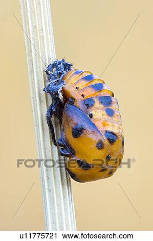 Stock Image - Ladybug pupa. Fotosearch