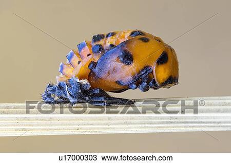 Stock Image - Ladybug pupa. Fotosearch