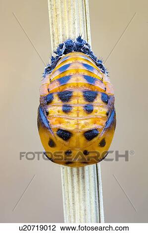 Stock Image - Ladybug pupa. Fotosearch