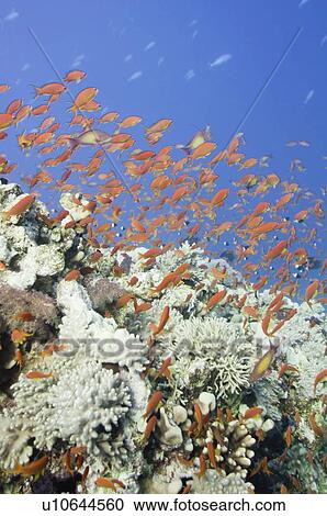 Stock Image - Large school of gold fish. Fotosearch