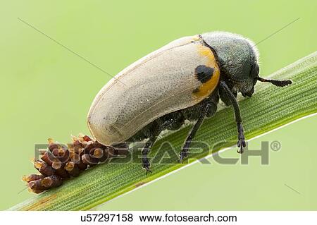 Leaf beetle laying eggs View Large Photo Image Stock Photo - Leaf beetle laying eggs. Fotosearch