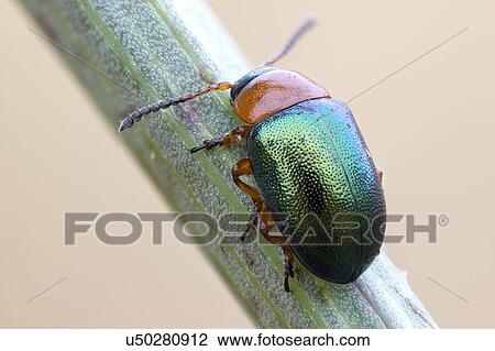 Stock Image - Leaf beetle. Fotosearch