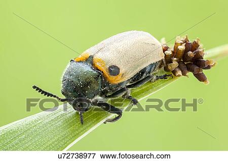 Leaf beetle with eggs View Large Photo Image Stock Photo - Leaf beetle with eggs. Fotosearch