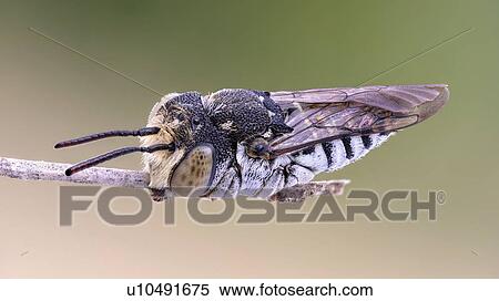 Stock Photography - Leaf cutting cuckoo bee. Fotosearch