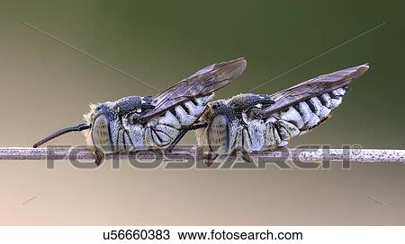 Stock Image - Leaf cutting cuckoo bees. Fotosearch