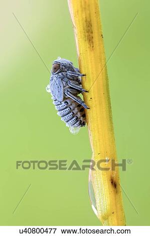 Stock Photo - Leaf hopper nymph. Fotosearch