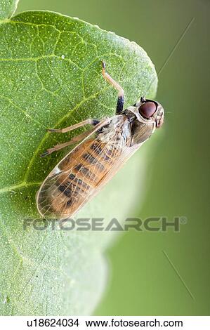 Leaf hopper View Large Photo Image Picture - Leaf hopper. Fotosearch