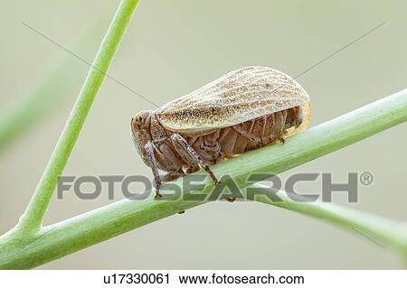 Stock Image - Leaf hopper. Fotosearch