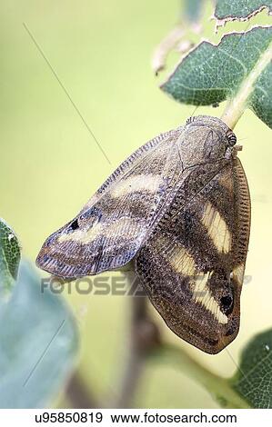 Leaf hopper View Large Photo Image Stock Photo - Leaf hopper. Fotosearch