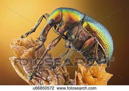 Stock Image - Leaf roller weevil. Fotosearch