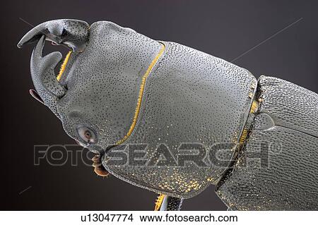 Picture - Lesser stag beetle. Fotosearch