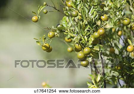 Limes on tree View Large Photo Image Picture - Limes on tree. Fotosearch