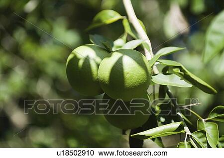 Limes on tree View Large Photo Image Stock Image - Limes on tree. Fotosearch