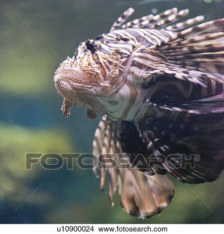 Lionfish View Large Photo Image Picture - Lionfish. Fotosearch