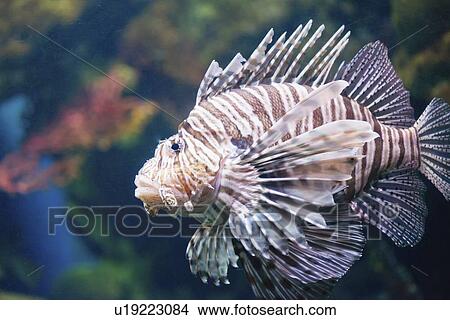 Lionfish View Large Photo Image Picture - Lionfish. Fotosearch