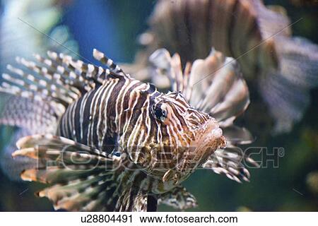 Stock Image - Lionfish. Fotosearch