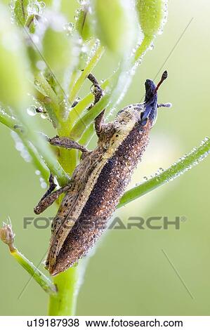 Stock Photo - Lixus junci weevil. Fotosearch