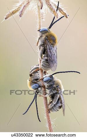 Long Horned Bees View Large Photo Image Stock Image - Long Horned Bees. Fotosearch