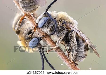 Stock Photograph - Long horned bees. Fotosearch