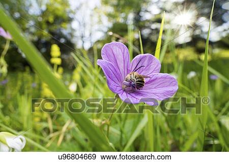 Stock Photo - Longhorned bee. Fotosearch
