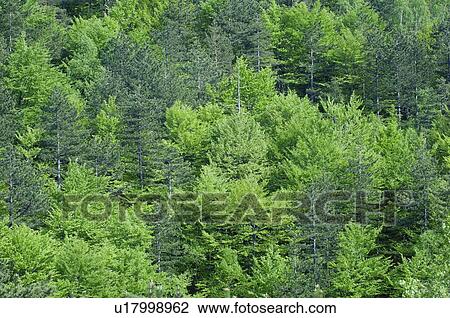 Stock Image - Lush forest. Fotosearch