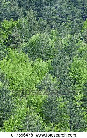 Lush forest View Large Photo Image Stock Photo - Lush forest. Fotosearch